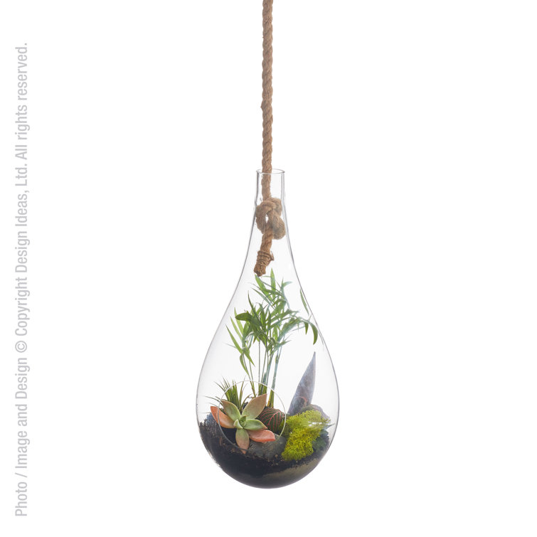 Design Ideas Boboli Glass Indoor Terrarium Wayfair